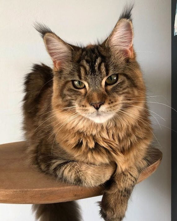 Maine Coon Anubis