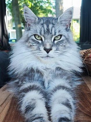 Maine Coon Skye
